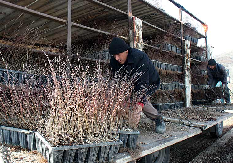 Yılda 25 milyon fidanın üretildiği Eskişehir Orman Fidanlığı Müdürlüğünün yetiştirdiği çalı türü süs bitkileri, İç Anadolu Bölgesi'ndeki karayollarının yeşillendirilmesinde kullanılıyor.
