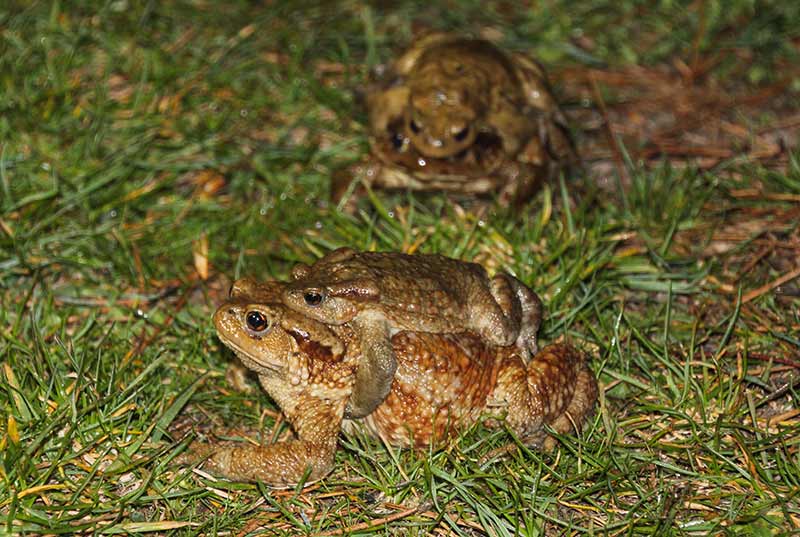 Kütahya'nın Domaniç ilçesinde her yıl ilkbahar mevsiminde çiftleşmek için gruplar halinde ormandan gölete göç eden kurbağalar, yolculuklarında birbirlerini sırtlarında taşıyor.