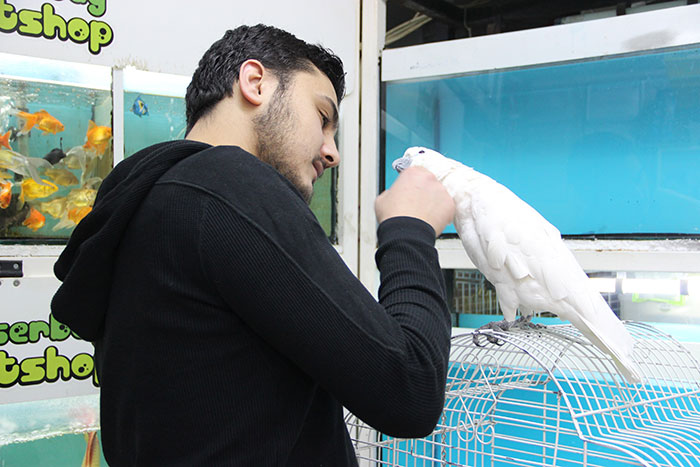 Eskişehir’de bir pet shopta alıcısını bekleyen, yaklaşık 5 asgari ücret fiyatına denk gelen Avustralya 'Kakadu' cinsi papağanın 8 bin liralık fiyatı duyanları şaşırtıyor. 