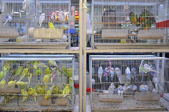 Eskişehir’de bir pet shopta alıcısını bekleyen, yaklaşık 5 asgari ücret fiyatına denk gelen Avustralya 'Kakadu' cinsi papağanın 8 bin liralık fiyatı duyanları şaşırtıyor. 