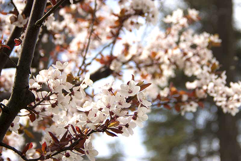 Eskişehir’de, bahar mevsiminin gelmesiyle dört bir tarafta rengarenk açan çiçekler kentte ayrı bir güzellik oluşturdu. 