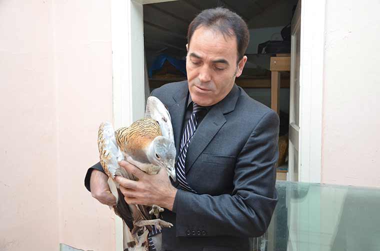 Eskişehir kent merkezinde bir vatandaş tarafından bulunan ve nesli tükenmekte olan hayvanlar arasında yer alan yaralı 'toy kuşu', Milli Parklar Şube Müdürlüğü’ne teslim edildi. 