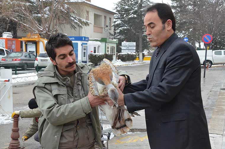 Eskişehir kent merkezinde bir vatandaş tarafından bulunan ve nesli tükenmekte olan hayvanlar arasında yer alan yaralı 'toy kuşu', Milli Parklar Şube Müdürlüğü’ne teslim edildi. 