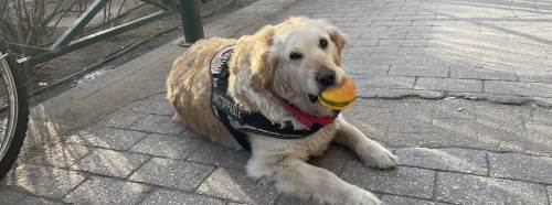 Eskişehir'de hamburgerle beslenen köpek herkesi şaşırtıyor
