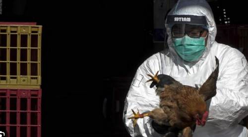 Kırmızı Göz İle Belirti Veriyor! Kuş Gribi #H5N1: Belirtileri, Bulaşma Yolları, Tedavisi...
