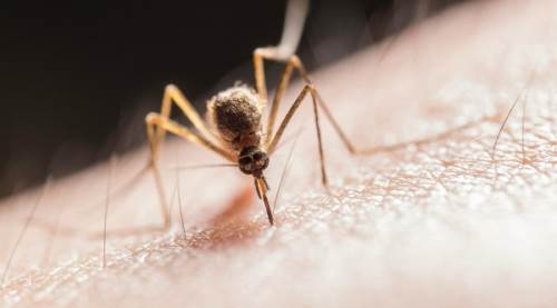 Sivrisinekler Evinize Yaklaşamayacak!  Sivrisineklerden Kurtulmak İçin Neler Yapılabilir? 