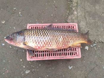 İznik Gölü’nde 25 kiloluk "sarı balık" yakalandı