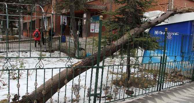 Okul bahçesindeki ağaç devrildi