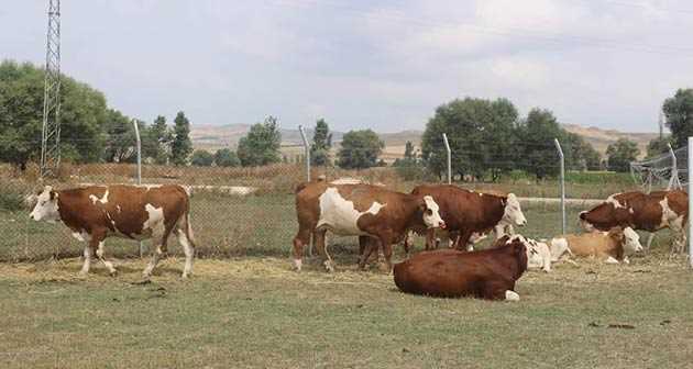 Üreticilere ithal inekler dağıtıldı